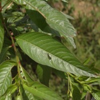 Ludwigia hyssopifolia (G.Don) Exell